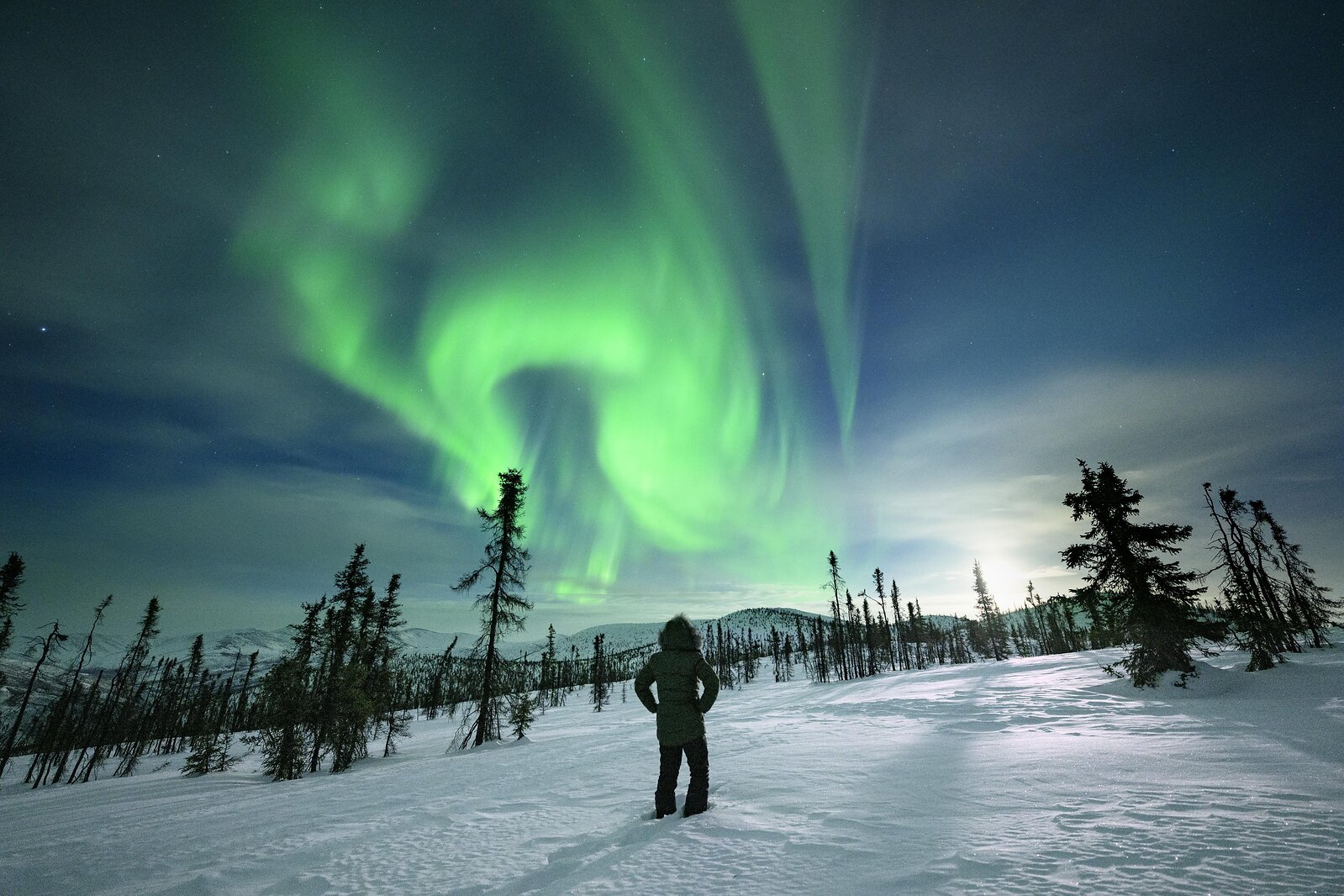 A visitor watches the northern lights over snow-covered spruce forest in Alaska