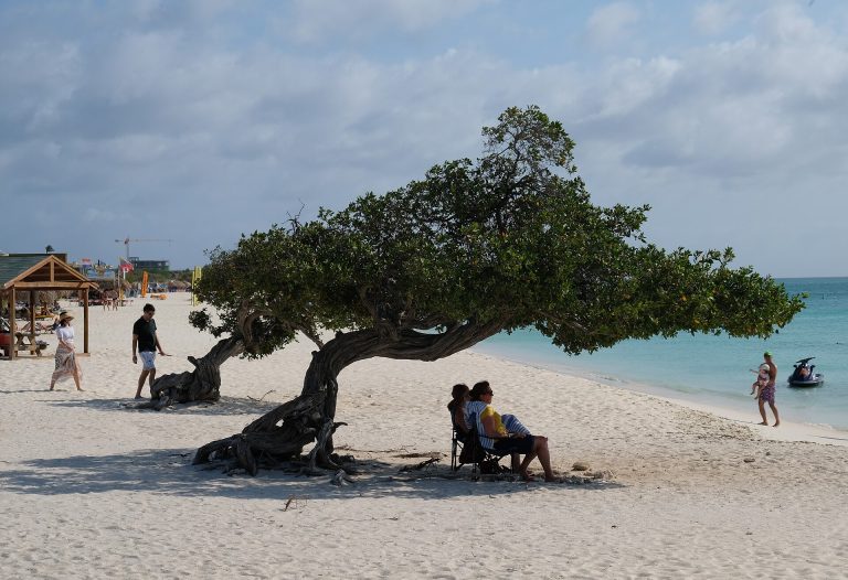 Fofoti tree on Eagle Beach, Aruba