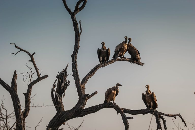 Vultures near Hoedspruit, South Africa
