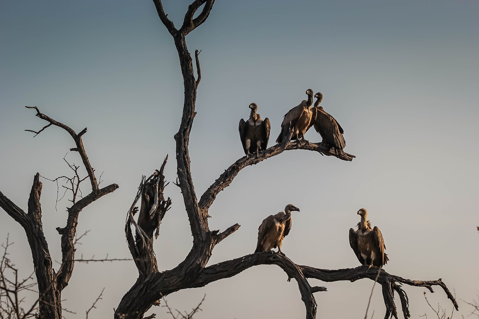 Vultures near Hoedspruit, South Africa