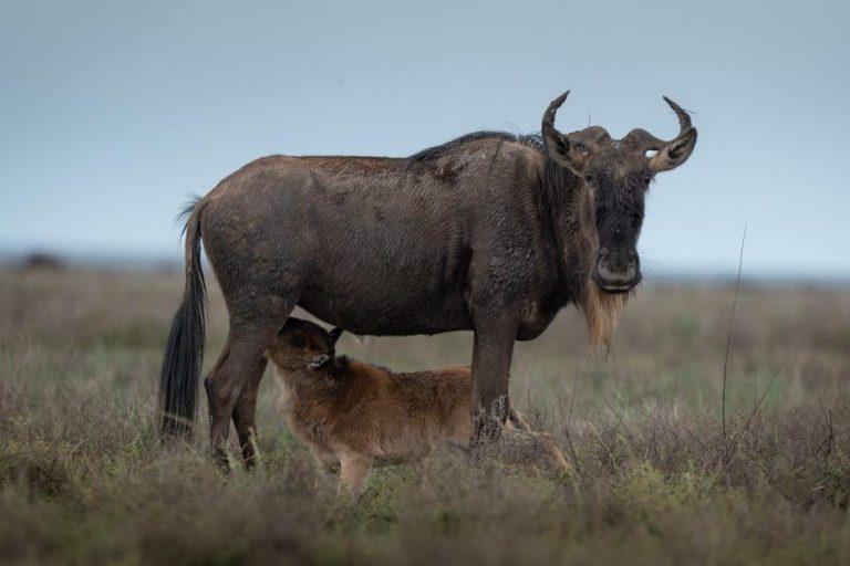 Safari in Tanzania’s Serengeti with Lemala Camps & Lodges