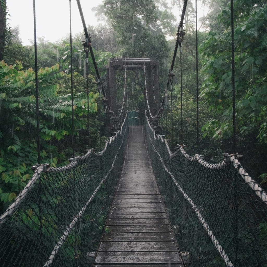 Wooden canopy walkway through rainforest