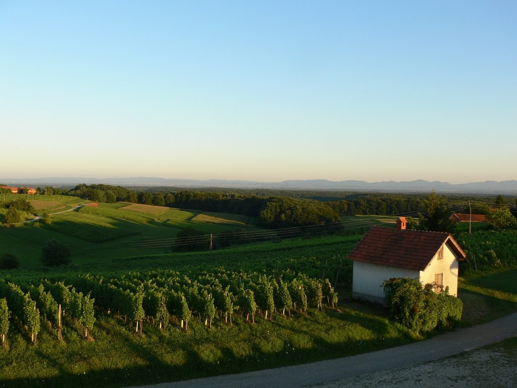 Vineyard rows and rolling hills at sunset
